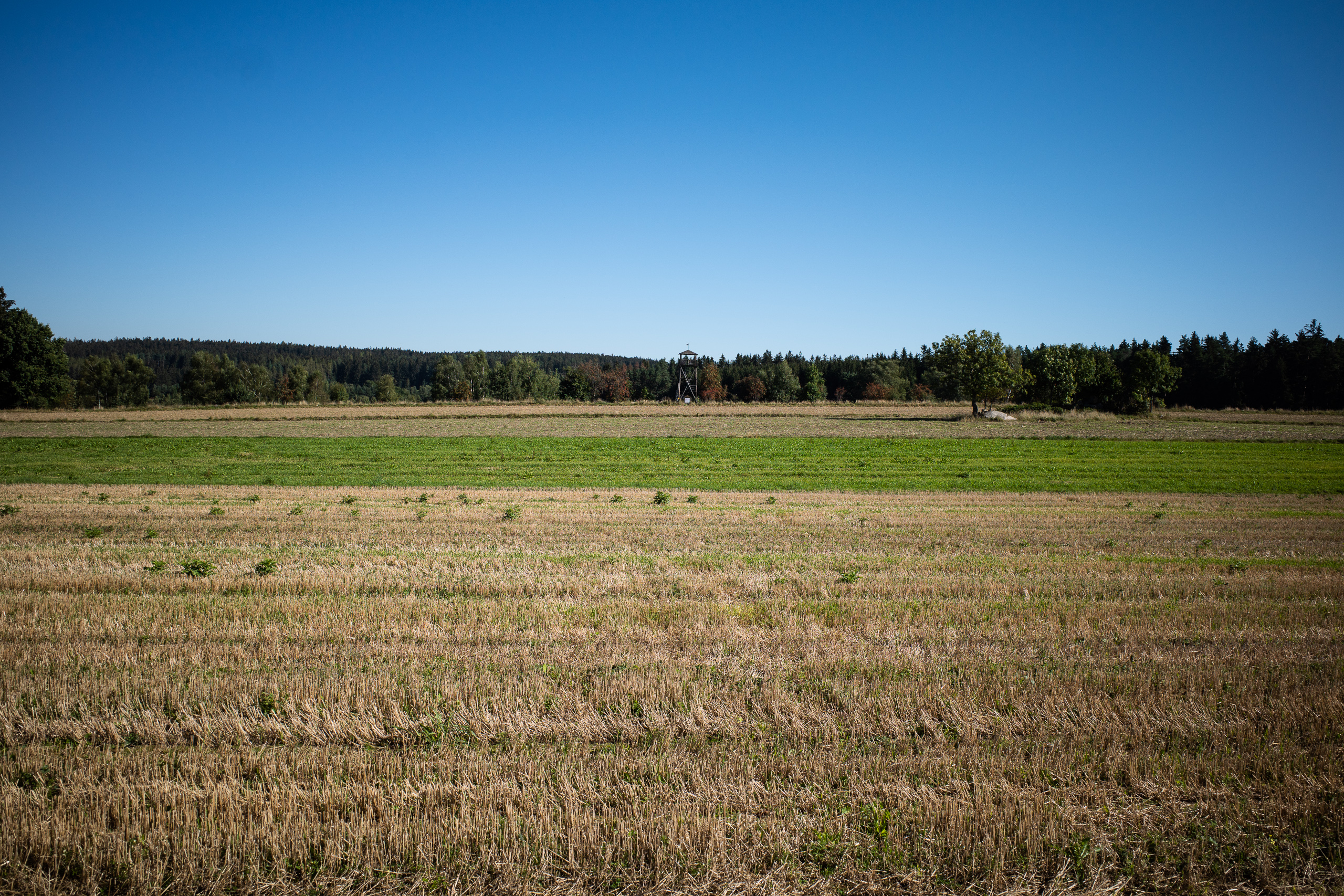 Stoppelfeld bis zum Horizont, am Waldrand ein hölzerner Turm